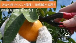 JAF長崎支部、西海市で原口早生みかんの収穫体験イベントを11月22日に開催へ