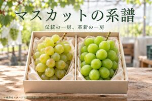 くぼ農園がマスカット2種詰め合わせを数量限定販売へ 岡山栽培140周年に合わせ