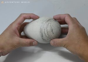 コウテイペンギンの卵の経過について　～嘴打ち（はしうち）直前に卵内死亡を確認。残念ながら「末期中止卵」という結果に～