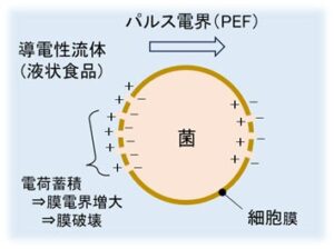 熊本大など、食品品質を保つ高電界パルス殺菌装置の実用化へ JSTの支援に採択