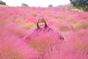 大分・くじゅう花公園で約5000株のコキアが色づき始めグラデーション期を迎える