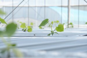 AGRISTとwelzo、キュウリの自動収穫と栽培制御を統合検証する実証実験を開始