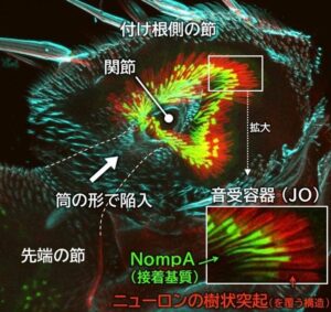 千葉大、ショウジョウバエの聴覚器官と関節の形成プロセスを解明