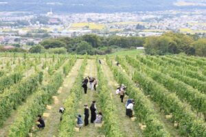 ID学園高校が長野県東御市でぶどう収穫などを体験するPBLプロジェクトを実施