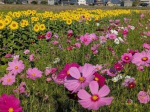 加古川市でしかた広尾東コスモスまつり開催へ 10月17日から計4日間