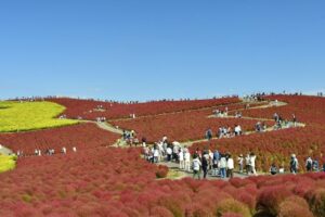 国営ひたち海浜公園で約4万本のコキアが紅葉最盛期　見頃は20日頃まで続く見込み
