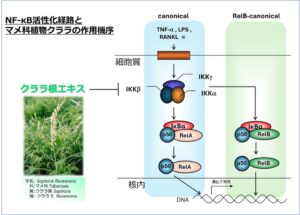 アイビー化粧品など、免疫応答シグナルを抑制する植物抽出物クララを同定