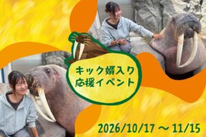 南知多ビーチランド セイウチ キック門出祝う特別応援イベント 10月17日から開催へ