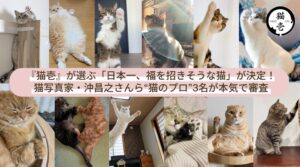 猫壱が日本一、福を招きそうな猫選手権の受賞12匹を決定 応募421件から選出