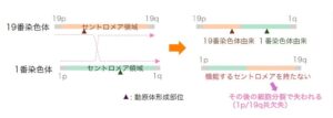 セントロメアの解析手法を開発 国立がん研究センターなど 疾患解明へ期待
