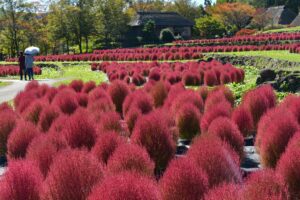 国営みちのく杜の湖畔公園で7,000本のコキアが紅葉ピーク迎える