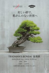 清水寺でTRADMAN’S BONSAI特別展示とピンクライトアップ実施へ
