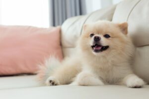 犬を飼ってよかったと答えた飼い主は93.00% ゆずずが200人に調査