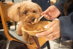 そららSORARAが愛犬の手作りごはん体験会を原宿で開催