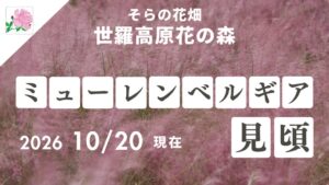 世羅高原花の森でミューレンベルギアが見頃 フォトコンテストも開催