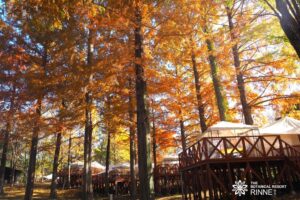 新しい紅葉体験「ゼロ距離紅葉」を提案。「紅葉を見に行く」から「紅葉の中に泊まる」へ。65万平米、約600種・５万本の樹々と眠る。