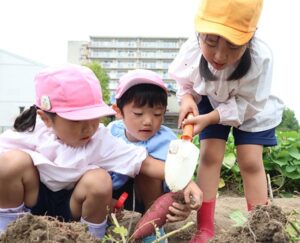 高槻市深沢町の吉田農園で園児41人がサツマイモ掘りを体験