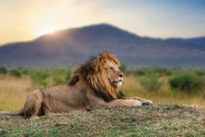 Oooh（ウー）、アフリカ・サファリ旅行応援キャンペーンを開始。ケニア・タンザニアなど5カ国の旅に使える最大5万円分のクーポン券を配布中！