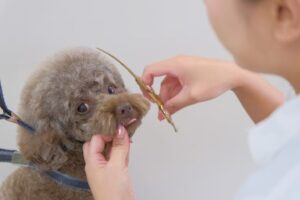 株式会社I One、トリマー向け「トリマー社長塾」開講へ準備進める