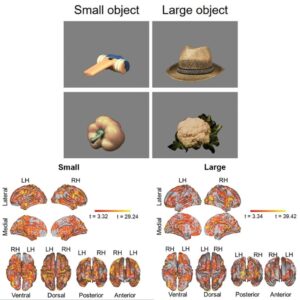 物体の実世界サイズを脳活動からAIで高精度に解読 高知工科大学の研究グループ