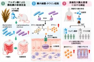 海藻由来のアルギン酸が腸粘膜修復を促進 順天堂大などが仕組みを解明
