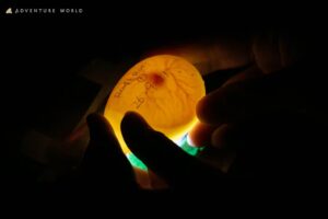 アドベンチャーワールド キタイワトビペンギンの有精卵確認 成功なら世界初の快挙へ