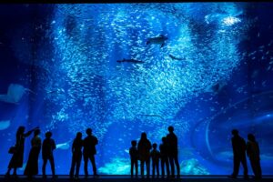 JAF茨城支部初 水族館貸切の会員限定ペアナイトを11月22日に大洗で開催へ