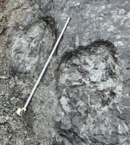 南相馬市で約70cmの恐竜足跡化石を発見 日本のジュラ紀で最大
