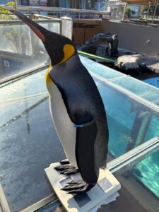 下田海中水族館が計量記念日にオウサマペンギンの公開体重測定を実施へ