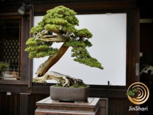 JinShari、生成AI活用の盆栽管理で実証実験を開始