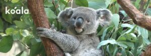 コアラ(R)が野生動物保護を支援 累計寄付額は約5.7億円に