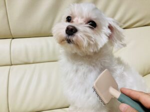 ペットの毛から作る宝石リヴナイトを出展へ 山梨のスマイルペットフェスタで提案