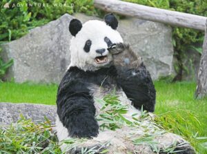 招きパンダ販売記念で新種パンダワールド特別企画の運動場パンダ開催へ