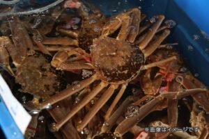 大江戸温泉物語グループがカニ初競りへ初参加　Premium 山下家で競り企画開催へ