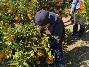 泉大津市が和歌山県かつらぎ町でこども特派員を実施へ 定員拡大し柿やみかん体験