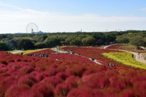 国営ひたち海浜公園のコキアが紅葉見頃後半に 赤と琥珀色のグラデーション広がる