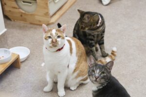 猫の集会2026でどうぶつの総合病院の中村俊獣医師が救急医療をテーマに講演へ