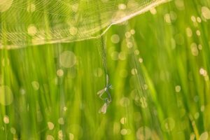 アイデムのフォトギャラリー[シリウス]で風景写真Award 2026展が開催へ