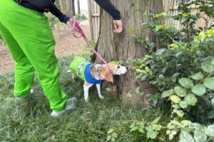 アサンテ、旧岩崎久彌末廣農場別邸公園でシロアリ探知犬による初の樹木調査を実施