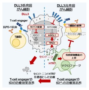 肺神経内分泌がんが免疫療法に抵抗する仕組みを解明 国立がん研究センターら