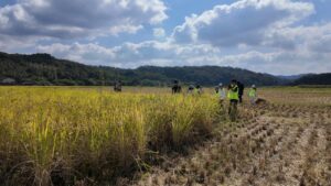 ココトモファームがTELACOの子どもたち向けに犬山市で稲刈りなどの農業体験を開催