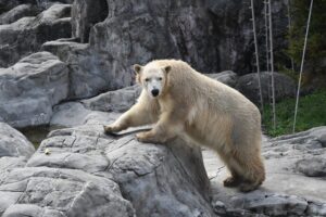 のんほいパークにホッキョクグマのうみが来園へ 11月25日に移動予定