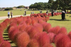 国営海の中道海浜公園でコキアが見頃に 10月下旬までオバケの特別演出も