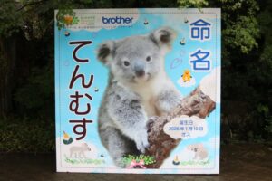 ブラザーが東⼭動植物園で開催されたコアラの⾚ちゃんの命名式に協⼒