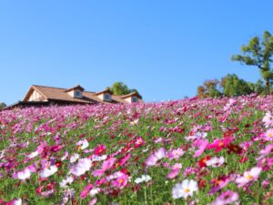 ハーベストの丘で約50万本のコスモスが咲き始め 花摘み体験も開催予定