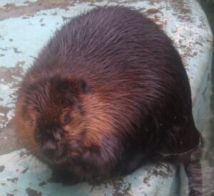 釧路市動物園にアメリカビーバーのキキョウが来園 一般公開がスタート