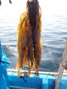 BLUABLE、佐渡の実海域でSP法によるワカメ・ツルアラメの生長を確認