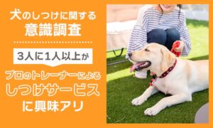 犬のしつけや社会化に50.6％が未実施　NEXER Groupなど調査