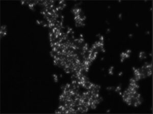 WAKUが分裂酵母によるグルタチオンの生産・回収を実験的に確認