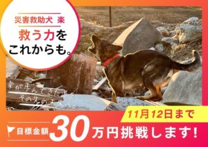日本レスキュー協会、災害救助犬 楽のバースデードネーションを１１月１２日まで実施